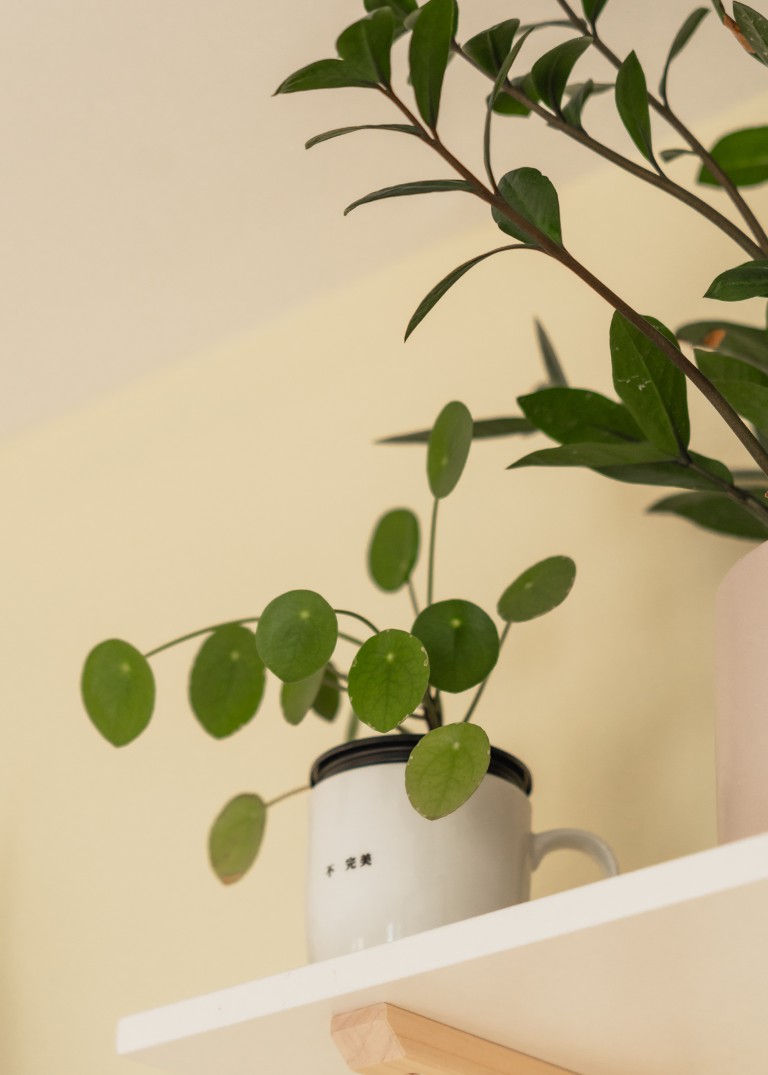 Two of Kathy's plants on a shelf